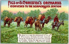 Antique c1910 Postcard Figs of J. Christidi's Orchards Deirmendjiek Station picture