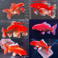 Premium Super Red Longtail Carp - Comet Koi 4-6 inches- High Grade - Random Pick picture