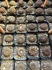 1PCS Copiapoa hypogaea 'Lizard Skin' cactus Cacti Succulent 3CM picture