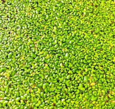 *BUY 2 GET 1 FREE* 1000+ Duckweed Lemna Minor Easy Live Aquarium Floating Plant✅ picture