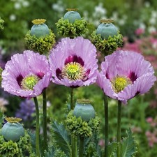 2,500-5,000 Stratified Heirloom Hens and Chicks Papavaer Somniferum Poppy Seeds picture
