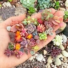 200pcs Rare Mixed Succulent Seeds - Beautiful and Colorful Collection for Garden picture