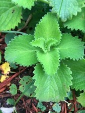 Cuban Oregano (ORGANIC) Well Rooted plant (1 x 9-12 Inches) picture