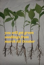 Five PAWPAW  Seedlings Of Different Sizes Between 12 Inches And 2 Feet picture