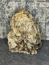 Ozark  Natural  Fossilized Coral Stone Beautiful Terrarium Fossils picture