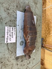1994 Yamaha Timberwolf 250 Exhaust Muffler Silencer 549 picture