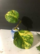 Variegated Golden Giant Pothos,  1 Small rooting Leaf Starter node picture