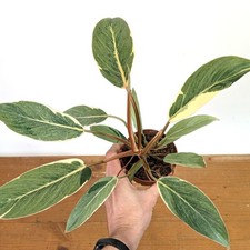 Philodendron erubescens 'Shady Lady' - 4
