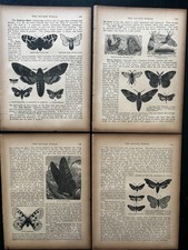 1891 Antique Natural History Book Pages Lot of 4 Moths Butterflies  Engravings picture