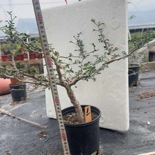 Rare Live House Plant Commiphora monstruosa WYSIWYG Caudex Decor Own Root picture