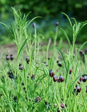 🌿Pipicha Seeds (0.40 Oz) Rare Authentic Mexican Herb  picture