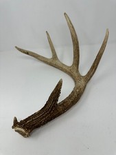 Real Wild Whitetail Deer Antler Horn Rack Decor 5 Point 68.5