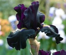 Senor Jinx Iris Plant Quart Pot | Masses of Black Flowers Perennial picture