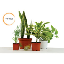 3 Large Potted Plants picture