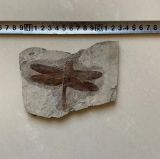 Unique dragonfly fossils from a rare Chinese Triassic collection X6020414 picture