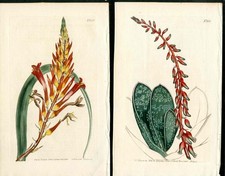 1805 Curtis Botanical Magazine Red Aloe Cactus, Pitcairnia 2 Antique Prints picture