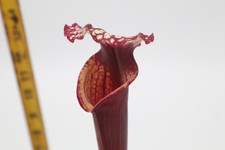 Sarracenia - Leah Wilkerson x Saxapahaw picture