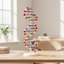 Educational 25x8in DNA Model with Rotatable Base - Ideal for Science Enthusiasts picture