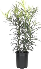 Podocarpus Macrophyllus Japanese Yew | 4 Inch | Podocarpus macrophyllus picture