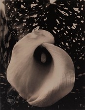 VTG Edward Steichen Still Life Calla Lily Flower Engraving Art 1921 Mat 13x16 picture