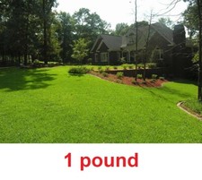 Centipede Grass Seed - 1 Lb. picture