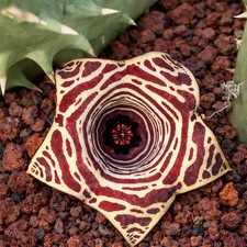 Huernia hybrid cv PHYTON - Lifesaver plant | Huernia cactus picture