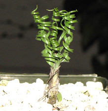 Nicipe verae Very rare corkscrew bulb, easier than Gethyllis picture