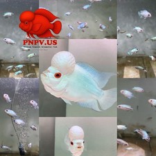 Baby Thai Silk Flowerhorn Fry Size Flowerhorn PNPV ( Full White Blue) 2-4cm picture
