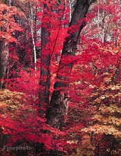 1953 Vintage ELIOT PORTER Nature Forest Maple Tree Fall Foliage KROMEKOTE Photo picture