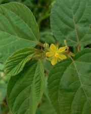 Molokhia, Egyptianspinach (Corchorusolitorius), Green Jute 2g-1000 Seeds. picture