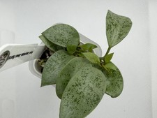 Hoya Lacunosa Jawa Barat Silver Lightly Rooted Rare Collector Hoya Exact Plant picture