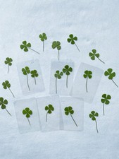 🍀Real Four Leaf Clover- Laminated Pressed Lucky Clover Good Luck Charm picture