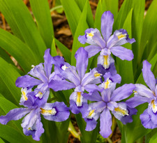 Crested Wild Iris - Set 5 Roots - Native Spring Flowering Perennial for Woodland picture