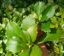 Pachysandra Terminalis 'Green Carpet'  - 100 Bare Root Plants picture