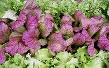 GIANT RED MUSTARD 1000 SEEDS NON-GMO FRESH FOR GARDENS picture
