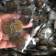 50 pair  of Split Ammonite  Specimen Shell Healing Madagascar 02 picture