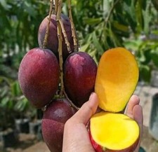 Irwin (Miyazaki) Egg Of Sun MANGO TREE GRAFTED 2-4 Ft.Ship To All States. picture