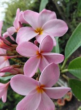 Hawaiian Royal Pastel Pink Plumeria  - 