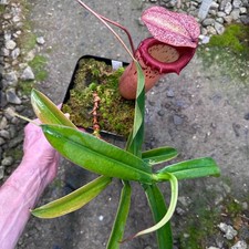 Nepenthes sibuyanensis - BE4029 - Seed Grown Plant picture