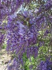 Wisteria Purple Flower Plants 4-6 FT Vine Plant Flowers Grow Trees Now picture