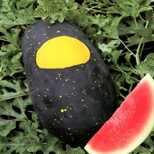 2.5 Grams (20-25) Heirloom Moon&Stars Red Watermelon Seeds - Up to 30lb Melon picture