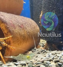 10 Live Freshwater Ghost Shrimp great starter shrimp picture