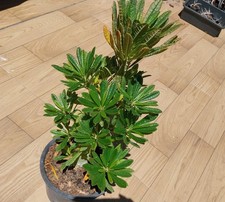 Dorstenia gigas Middle size picture