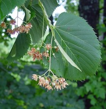 Tilia americana AMERICAN LINDEN or BASSWOOD TREE Seeds picture