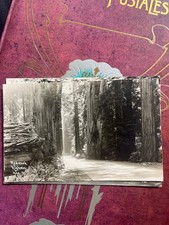 Redwood Highway California Real Photo Postcard RPPC Giant Trees Scenic Road picture