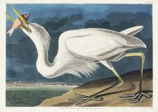 Audubon Great White Heron Poster Wall Art Print Premium Quality picture