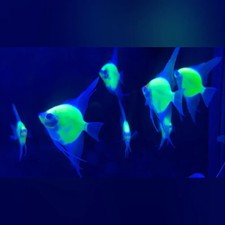 GloFish Green Angelfish Low Shipping picture
