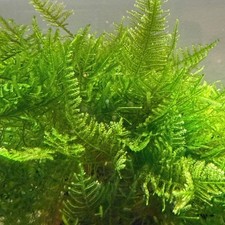 Large portion of  Christmas Moss. 2 cups of 3.25 oz each.  Submerged picture