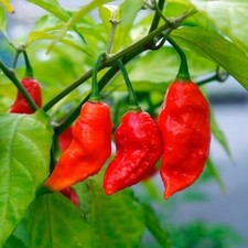 Ghost Pepper Seeds / Bhut Jolokia Pepper Seeds | Non-GMO |  | 1008 picture