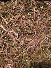 1lbs Red wiggler Composting worms picture
